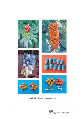 ภาพที่ 11 ลักษณะของผลและเมล็ด




                         พันธุบกในประเทศไทย 11
                              ์ ุ
 