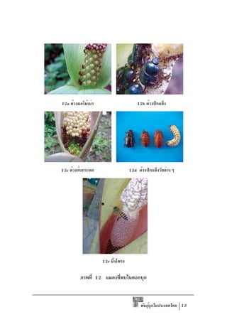 12a ด้วงผลไม้เน่า                     12b ด้วงปีกแข็ง




12c ด้วงก้นกระดก                  12d ด้วงปีกแข็งวัยต่างๆ




                    12e ผึงโพรง
                         ้

         ภาพที่ 12 แมลงทีพบในดอกบุก
                         ่



                                        พันธุบกในประเทศไทย 13
                                             ์ ุ
 