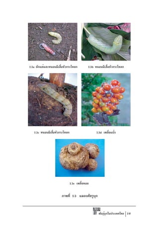 13a ดักแด้และหนอนผีเสือหัวกระโหลก
                      ้                13b หนอนผีเสือหัวกระโหลก
                                                   ้




   13c หนอนผีเสือหัวกระโหลก
                ้                           13d เพลียแป้ง
                                                   ้




                           13e เพลี้ยหอย

                      ภาพที่ 13 แมลงศัตรูบก
                                          ุ


                                              พันธุบกในประเทศไทย 16
                                                   ์ ุ
 