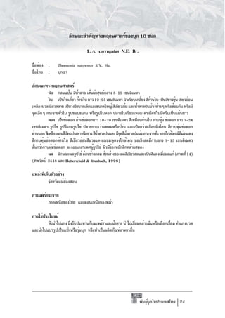 ลักษณะสำคัญทางพฤกษศาตร์ของบุก 10 ชนิด

                                 1. A. corrugatus N.E. Br.

ชือพ้อง :
 ่             Thomsonia sutepensis S.Y. Hu.
ชื่อไทย :      บุกเขา

ลักษณะทางพฤกษศาสตร์
           หัว กลมแป้น สีนำตาล เส้นผ่าศูนย์กลาง 5-15 เซนติเมตร
                              ้
           ใบ เป็นใบเดียว ก้านใบ ยาว 10-95 เซนติเมตร ผิวเรียบเกลียง สีกานใบ เป็นสีขาวขุน เขียวอ่อน
                           ่                                        ้     ้              ่
เหลืองนวล มีลวดลาย เป็นวงรีขนาดเล็กและขนาดใหญ่ สีเขียวเข้ม และน้ำตาลปนม่วงห่างๆ หรือซ้อนกัน หรือมี
จุดเล็กๆ กระจายทัวใบ รูปขอบขนาน หรือรูปใบหอก ปลายใบเรียวแหลม ตรงโคนใบมีครีบเป็นแผ่นยาว
                   ่
           ดอก เป็นช่อดอก ก้านช่อดอกยาว 10–70 เซนติเมตร สีเหมือนก้านใบ กาบหุม ช่อดอก ยาว 7-24
                                                                                 ้
เซนติเมตร รูปไข่ รูปรีแกมรูปไข่ ปลายกาบเว้าแหลมหรือป้าน และเปิดกว้างเกือบถึงโคน สีกาบหุมช่อดอก
                                                                                           ้
ด้านนอก สีเหลืองอ่อนสีเขียวปนเทาหรือขาว สีนำตาลปนแดง มีจดสีนำตาลปนม่วงกระจายทัว ขอบใกล้โคนมีสมวงแดง
                                           ้            ุ ้                   ่              ี่
สีกาบหุ้มช่อดอกด้านใน สีเขียวอ่อนสีม่วงแดงอมชมพูตรงใกล้โคน ช่อเชิงลดมีกาบยาว 9-15 เซนติเมตร
สันกว่ากาบหุมช่อดอก จะงอยเกสรเพศผูรปไข่ ผิวมีรองหยักลึกคล้ายสมอง
  ้          ้                          ู้        ่
           ผล ลักษณะผลรูปไข่ ค่อนข้างกลม ส่วนล่างของผลสีเขียวสดและเป็นสีแดงเมือผลแก่ (ภาพที่ 14)
                                                                                   ่
(ทิพวัลย์, 2546 และ Hetterscheid & Ittenbach, 1996)

แหล่งทีเก็บตัวอย่าง
       ่
         จังหวัดแม่ฮองสอน
                    ่

การแพร่กระจาย
         ภาคเหนือของไทย และตอนเหนือของพม่า

การใช้ประโยชน์
        หัวนำไปแกง นึงรับประทานกับมะพร้าวและน้ำตาล นำไปเชือมคล้ายมันหรือเผือกเชือม ทำแกงบวด
                     ่                                      ่                   ่
และนำไปแปรรูปเป็นแป้งหรือวุนบุก หรือทำเป็นผลิตภัณฑ์อาหารอืน
                           ้                              ่




                                                                  พันธุบกในประเทศไทย 24
                                                                       ์ ุ
 