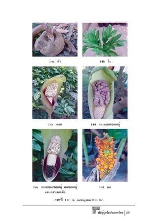 14a หัว                          14b ใบ




          14c ดอก                    14d จะงอยเกสรเพศผู้




14e จะงอยเกสรเพศผู้ เกสรเพศผู้             14f ผล
      และเกสรเพศเมีย
              ภาพที่ 14 A. corrugatus N.E. Br.

                                          พันธุบกในประเทศไทย 25
                                               ์ ุ
 