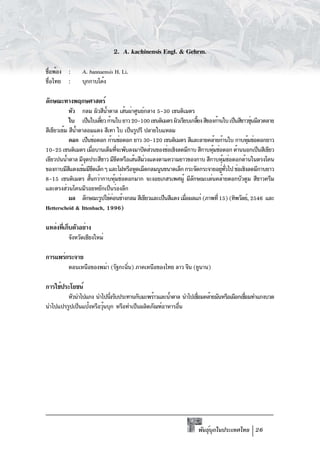 2. A. kachinensis Engl. & Gehrm.

ชือพ้อง :
 ่              A. bannaensis H. Li.
ชื่อไทย :       บุกกาบโค้ง

ลักษณะทางพฤกษศาสตร์
            หัว กลม ผิวสีนำตาล เส้นผ่าศูนย์กลาง 5-30 เซนติเมตร
                             ้
            ใบ เป็นใบเดียว ก้านใบ ยาว 20-100 เซนติเมตร ผิวเรียบเกลียง สีของก้านใบ เป็นสีขาวขุนมีลวดลาย
                           ่                                       ้                         ่
สีเขียวเข้ม สีนำตาลอมแดง สีเทา ใบ เป็นรูปรี ปลายใบแหลม
               ้
            ดอก เป็นช่อดอก ก้านช่อดอก ยาว 30-120 เซนติเมตร สีและลายคล้ายก้านใบ กาบหุมช่อดอกยาว
                                                                                           ้
10-25 เซนติเมตร เมือบานเต็มทีจะพับลงมาปิดส่วนของช่อเชิงลดมีกาบ สีกาบหุมช่อดอก ด้านนอกเป็นสีเขียว
                       ่           ่                                      ้
เขียวปนน้ำตาล มีจดประสีขาว มีขดหรือเส้นสีมวงแดงตามความยาวของกาบ สีกาบหุมช่อดอกด้านในตรงโคน
                   ุ                 ี      ่                                   ้
ของกาบมีสแดงเข้มมีขดเล็กๆ และไฝหรือหูดเม็ดกลมนูนขนาดเล็ก กระจัดกระจายอยูทวไป ช่อเชิงลดมีกาบยาว
            ี            ี                                                     ่ ่ั
8-15 เซนติเมตร สันกว่ากาบหุมช่อดอกมาก จะงอยเกสรเพศผู้ มีลกษณะเด่นคล้ายดอกบัวตูม สีขาวครีม
                     ้           ้                               ั
และตรงส่วนโคนมีรอยหยักเป็นร่องลึก
            ผล ลักษณะรูปไข่คอนข้างกลม สีเขียวและเป็นสีแดง เมือผลแก่ (ภาพที่ 15) (ทิพวัลย์, 2546 และ
                               ่                              ่
Hetterscheid & Ittenbach, 1996)

แหล่งทีเก็บตัวอย่าง
       ่
          จังหวัดเชียงใหม่

การแพร่กระจาย
          ตอนเหนือของพม่า (รัฐกะฉิน) ภาคเหนือของไทย ลาว จีน (ยูนาน)
                                  ่

การใช้ประโยชน์
        หัวนำไปแกง นำไปนึงรับประทานกับมะพร้าวและน้ำตาล นำไปเชือมคล้ายมันหรือเผือกเชือมทำแกงบวด
                          ่                                   ่                     ่
นำไปแปรรูปเป็นแป้งหรือวุนบุก หรือทำเป็นผลิตภัณฑ์อาหารอืน
                        ้                              ่




                                                                    พันธุบกในประเทศไทย 26
                                                                         ์ ุ
 