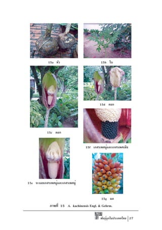 15a หัว                         15b ใบ




                                             15d ดอก




            15c ดอก


                                    15f เกสรเพศผูและเกสรเพศเมีย
                                                ้




15e จะงอยเกสรเพศผูและเกสรเพศผู้
                  ้


                                              15g ผล
              ภาพที่ 15 A. kachinensis Engl. & Gehrm.

                                             พันธุบกในประเทศไทย 27
                                                  ์ ุ
 