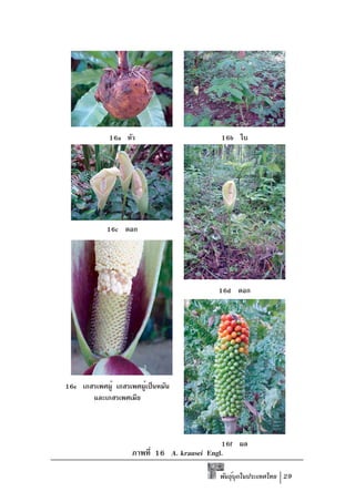 16a หัว                         16b ใบ




            16c ดอก




                                            16d ดอก




16e เกสรเพศผู้ เกสรเพศผูเป็นหมัน
                        ้
       และเกสรเพศเมีย



                                             16f ผล
                    ภาพที่ 16 A. krausei Engl.

                                             พันธุบกในประเทศไทย 29
                                                  ์ ุ
 