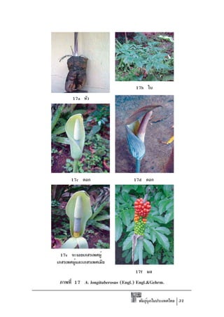 17b ใบ
       17a หัว




      17c ดอก                     17d ดอก




  17e จะงอยเกสรเพศผู้
เกสรเพศผูและเกสรเพศเมีย
         ้
                                   17f ผล
 ภาพที่ 17 A. longituberosus (Engl.) Engl.&Gehrm.

                                     พันธุบกในประเทศไทย 31
                                          ์ ุ
 