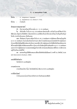 5. A. macrorhizus Craib

ชือพ้อง :
 ่             A. xiengraiensis Gagnepain
               A. longituberosus var. robustus S. Y.Hu.
ชื่อไทย :      ก้านโคยงัว

ลักษณะทางพฤกษศาสตร์
           หัว หัวยาวขนาดใหญ่ สีนำตาลเข้ม ยาว 15-35 เซนติเมตร
                                      ้
           ใบ เป็นใบเดียว ก้านใบ ยาว 40-120 เซนติเมตร มีขนอ่อนสันๆ คล้ายผ้ากำมะหยี่ สีของก้านใบ
                           ่                                          ้
สีเขียวอ่อน มีจดประหรือขีดสีขาว สีแดงปนน้ำตาล และสีเขียวเกือบดำเป็นวงขนาดใหญ่ ใบเป็นรูปรีจนถึงรูป
               ุ
ไข่กลับ ปลายใบเรียวแหลม หรือติงแหลม
                                  ่
           ดอก เป็นช่อดอก ก้านดอก เหมือนก้านใบ ยาว 60-12 เซนติเมตร กาบหุมช่อดอก ตังตรงคล้ายรูปเรือ
                                                                           ้          ้
ยาว 9-25 เซนติเมตร ส่วนล่างซ้อนกันคล้ายปากแตร เปิดกว้างจนถึงส่วนของเกสรเพศเมีย สีกาบหุมช่อดอก้
ด้านนอกสีเขียวซีดมีจดสีเขียวเข้มตรงส่วนโคนกาบขอบสีมวง สีกาบหุมช่อดอกด้านในสีเขียวซีด สีแดงเลือดนกปน
                    ุ                               ่         ้
สีนำตาลสลับกับสีเขียวหรือสีแดงตลอดทังกาบ โคนกาบด้านในมีขนนุมสัน ช่อเชิงลดมีกาบ ยาว 3-15 เซนติเมตร
     ้                                  ้                       ่ ้
และยาวกว่ากาบหุมช่อดอกมาก จะงอยเกสรเพศผู้ รูปร่างยาวเรียว ปลายแหลม มีขนอ่อนบางสีนำตาล กระจัดกระจาย
                 ้                                                               ้
อยูทวไปหรืออาจไม่มกได้
    ่ ่ั              ี ็
           ผล ผลกลมหรือรูปไข่สเขียวสดและเปลียนเป็นสีเหลืองส้มเมือผลแก่ (ภาพที่ 18) (ทิพวัลย์, 2546
                                    ี           ่                   ่
และ Hetterscheid & Ittenbach, 1996)

แหล่งทีเก็บตัวอย่าง
       ่
         จังหวัดลำปาง และพิษณุโลก

การแพร่กระจาย
        ภาคเหนือของไทย ได้แก่ จังหวัดเชียงใหม่ เชียงราย ลำปาง และพิษณุโลก

การใช้ประโยชน์
         ก้านใบและดอกอ่อนนำไปแกงหรือทำอาหารในลักษณะของพืชผัก




                                                                  พันธุบกในประเทศไทย 32
                                                                       ์ ุ
 