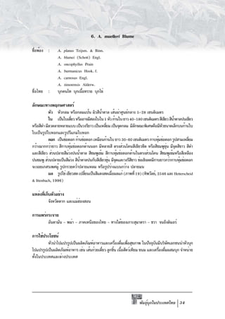 6. A. muelleri Blume

ชือพ้อง :
 ่             A. planus Teijsm. & Binn.
               A. blumei (Schott) Engl.
               A. oncophyllus Prain
               A. burmanicus Hook. f.
               A. carnosus Engl.
               A. timorensis Alderw.
ชื่อไทย :      บุกคนโท บุกเนือทราย บุกไข่
                             ้

ลักษณะทางพฤกษศาสตร์
           หัว หัวกลม หรือกลมแป้น ผิวสีนำตาล เส้นผ่าศูนย์กลาง 5-28 เซนติเมตร
                                           ้
           ใบ เป็นใบเดียว หรืออาจมีสองใบใน 1 หัว ก้านใบ ยาว 40-180 เซนติเมตร สีเขียว สีนำตาลปนเขียว
                            ่                                                           ้
หรือสีดำ มีลวดลายหลายแบบ เป็นวงรียาว เป็นเหลียม เป็นจุดกลม มีลกษณะพิเศษคือมีหวขนาดเล็กบนก้านใบ
                                             ่                 ั                  ั
ใบเป็นรูปใบหอกและรูปรีแกมใบหอก
           ดอก เป็นช่อดอก ก้านช่อดอก เหมือนก้านใบ ยาว 30-60 เซนติเมตร กาบหุมช่อดอก รูปสามเหลียม
                                                                                ้                ่
กว้างมากกว่ายาว สีกาบหุมช่อดอกด้านนอก มีหลายสี ตรงส่วนโคนสีเขียวซีด หรือสีชมพูขน มีจดสีขาว สีดำ
                        ้                                                           ุ่ ุ
และสีเขียว ส่วนปลายสีมวงปนน้ำตาล สีชมพูเข้ม สีกาบหุมช่อดอกด้านในตรงส่วนโคน สีชมพูเข้มหรือสีเหลือง
                      ่                             ้
ปนชมพู ส่วนปลายเป็นสีมวง สีนำตาลปนกับสีเขียวขุน มีจดและวงรีสขาว ช่อเชิงลดมีกาบยาวกว่ากาบหุมช่อดอก
                          ่   ้                ่ ุ           ี                             ้
จะงอยเกสรเพศผู้ รูปกรวยคว่ำปลายแหลม หรือรูปร่างแบนกว้าง ปลายมน
           ผล รูปไข่ เขียวสด เปลียนเป็นสีแดงสดเมือผลแก่ (ภาพที่ 19) (ทิพวัลย์, 2546 และ Hetterscheid
                                ่                ่
& Ittenbach, 1996)

แหล่งทีเก็บตัวอย่าง
       ่
          จังหวัดตาก และแม่ฮองสอน
                            ่

การแพร่กระจาย
          อันดามัน – พม่า – ภาคเหนือของไทย – ทางใต้ของเกาะสุมาตรา – ชวา จนถึงติมอร์

การใช้ประโยชน์
          หัวนำไปแปรรูปเป็นผลิตภัณฑ์อาหารและเครืองดืมเพือสุขภาพ ในปัจจุบนมีบริษทเอกชนนำหัวบุก
                                                    ่ ่ ่                   ั       ั
ไปแปรรูปเป็นผลิตภัณฑ์อาหาร เช่น เส้นก๋วยเตียว ลูกชิน เนือสัตว์เทียม ขนม และเครืองดืมผสมบุก จำหน่าย
                                           ๋       ้ ้                         ่ ่
ทั้งในประเทศและต่างประเทศ




                                                                  พันธุบกในประเทศไทย 34
                                                                       ์ ุ
 
