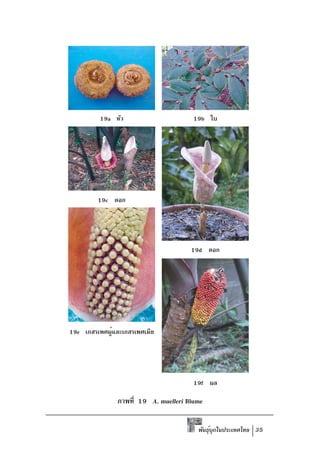 19a หัว                       19b ใบ




         19c ดอก




                                      19d ดอก




19e เกสรเพศผูและเกสรเพศเมีย
             ้




                                       19f ผล

               ภาพที่ 19 A. muelleri Blume

                                        พันธุบกในประเทศไทย 35
                                             ์ ุ
 