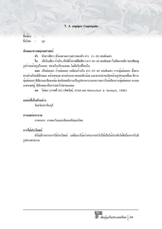 7. A. napiger Gagnepain

ชือพ้อง :
 ่             -
ชื่อไทย :      บุก

ลักษณะทางพฤกษศาสตร์
           หัว หัวยาวสีขาว มีรองตามความยาวของหัว ยาว 11-20 เซนติเมตร
                               ่
           ใบ เป็นใบเดียว ก้านใบ เป็นสีนำตาลมีขดสีขาว ยาว 30-40 เซนติเมตร ใบมีขนาดเล็ก ขอบสีชมพู
                        ่                 ้     ี
รูปร่างคล้ายรูปใบหอก ปลายใบเรียวแหลม ไม่มครีบทีโคนใบ
                                              ี     ่
           ดอก เป็นช่อดอก ก้านช่อดอก เหมือนก้านใบ ยาว 22-40 เซนติเมตร กาบหุมช่อดอก ตังตรง
                                                                                ้          ้
ตรงส่วนโคนมีลกษณะ คล้ายหลอด ตรงส่วนกลางคอดเล็กน้อย และตรงปลายเปิดคล้ายรูปสามเหลียม สีกาบ
                 ั                                                                      ่
หุมช่อดอก สีเขียวและสีแดงเข้ม ช่อเชิงลดมีกาบเป็นรูปทรงกระบอกความยาวใกล้เคียงกาบหุมช่อดอก จะงอย
  ้                                                                               ้
เกสรเพศผู้ มีลกษณะเป็นกรวยคว่ำปลายแหลม
               ั
           ผล ไม่พบ (ภาพที่ 20) (ทิพวัลย์, 2546 และ Hetterscheid & Ittenbach, 1996)

แหล่งทีเก็บตัวอย่าง
       ่
         จังหวัดปราจีนบุรี

การแพร่กระจาย
         ภาคกลาง ภาคตะวันออกเฉียงเหนือของไทย

การใช้ประโยชน์
         ยังไม่มรายงานการใช้ประโยชน์ แต่มแนวโน้มว่าสามารถนำไปใช้เป็นไม้ประดับได้ดเนืองจากใบมี
                ี                        ี                                       ี ่
รูปทรงสวยงาม




                                                                พันธุบกในประเทศไทย 36
                                                                     ์ ุ
 