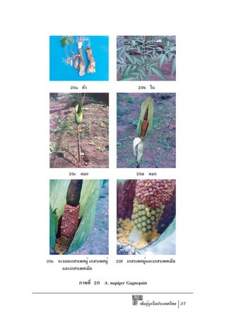 20a หัว                         20b ใบ




          20c ดอก                         20d ดอก




20e จะงอยเกสรเพศผู้ เกสรเพศผู้   20f เกสรเพศผูและเกสรเพศเมีย
                                             ้
      และเกสรเพศเมีย

               ภาพที่ 20 A. napiger Gagnepain


                                            พันธุบกในประเทศไทย 37
                                                 ์ ุ
 