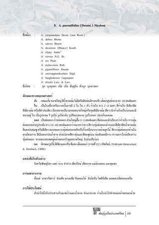 8. A. paeoniifolius (Dennst.) Nicolson
ชือพ้อง :
 ่              A. campanulatus Decne (non Roxb.)
                A. dubius Blume
                A. sativus Blume
                A. decurrens (Blanco) Kunth
                A. chatty Andre’
                A. virosus N.E. Br.
                A. rex Prain
                A. malaccensis Ridl.
                A. gigantiflorus Hayata
                A. microappendiculatus Engl.
                A. bangkokensis Gagnepain
                A. dixenii Lars. & Lars.
ชื่อไทย :        บุก บุกคุงคก เบีย เบือ มันซูรน หัวบุก บุกคางคก
                                              ั

ลักษณะทางพฤกษศาสตร์
            หัว กลมแป้น ขนาดใหญ่ สีนำตาลเข้ม ไม่มหรือมีหน่อเล็กรอบหัว เส้นผ่าศูนย์กลาง 20-30 เซนติเมตร
                                         ้             ี
            ใบ เป็นใบเดียวหรือบางครังอาจมี 2 ใบ ใน 1 หัว ก้านใบ ยาว 1-2 เมตร สีกานใบ สีเขียวซีด
                          ่                ้                                              ้
สีเขียวเข้ม หรือสีดำปนเขียว มีลวดลายเป็นวงกลมขนาดใหญ่หรือจุดสีเขียวเข้ม สีขาว ผิวก้านใบเป็นร่องและมี
หนามทู่ ใบ เป็นรูปกลม รี รูปไข่ รูปไข่กลับ รูปรีขอบขนาน รูปใบหอก ปลายใบแหลม
            ดอก เป็นช่อดอก ก้านช่อดอก ส่วนใหญ่สน 3-5 เซนติเมตร สีออนและผิวเรียบกว่าก้านใบ กาบหุม
                                                    ้ั                ่                               ้
ช่อดอกคล้ายรูประฆัง ยาว 10-40 เซนติเมตรกว้างมากกว่ายาว สีกาบหุมช่อดอกด้านนอกสีเขียวซีดน้ำตาลเข้ม
                                                                   ้
สีแดงปนชมพู หรือสีเขียว ขอบของกาบหุมช่อดอกหยักเป็นริวเหมือนระบายด้วยลูกไม้ สีกาบหุมช่อดอกด้านใน
                                       ้                   ้                            ้
ตรงโคนกาบ สีเลือดนกปนน้ำตาล ส่วนปลายสีขาวขุนและสีชมพูออน ช่อเชิงลดมีกาบ ความยาวใกล้เคียงกาบ
                                                  ่          ่
หุมช่อดอก จะงอยเกสรเพศผูคล้ายดอกบัวตูมขนาดใหญ่ ผิวย่นเป็นร่อง
  ้                          ้
            ผล ลักษณะรูปไข่ สีเขียวและเป็น สีแดง เมือผลแก่ (ภาพที่ 21) (ทิพวัลย์, 2546 และ Hetterscheid
                                                         ่
& Ittenbach, 1996)

แหล่งทีเก็บตัวอย่าง
       ่
          จังหวัดพิษณุโลก แพร่ น่าน ลำปาง เชียงใหม่ เชียงราย แม่ฮองสอน และชุมพร
                                                                 ่

การแพร่กระจาย
          ตังแต่ มาดากัสการ์ อินเดีย มาเลเซีย จีนตอนใต้ อินโดจีน โพลีนเซีย ออสเตรเลียตอนเหนือ
            ้                                                         ี

การใช้ประโยชน์
          หัวนำไปนึงรับประทานกับมะพร้าวและน้ำตาล ทำแกงบวด ก้านใบนำไปทำขนมคล้ายขนมกล้วย
                   ่




                                                                    พันธุบกในประเทศไทย 38
                                                                         ์ ุ
 