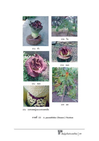 21b ใบ


         21a หัว




                                       21d ดอก




         21c ดอก




                                        21f ผล
21e เกสรเพศผูและเกสรเพศเมีย
             ้

         ภาพที่ 21 A. paeoniifolius (Dennst.) Nicolson




                                         พันธุบกในประเทศไทย 39
                                              ์ ุ
 