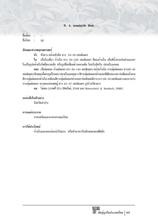 9. A. tenuistylis Hett.

ชือพ้อง :
 ่             -
ชื่อไทย :      บุก

ลักษณะทางพฤกษศาสตร์
          หัว หัวยาว คล้ายหัวมัน ยาว 10-50 เซนติเมตร
          ใบ เป็นใบเดียว ก้านใบ ยาว 30-120 เซนติเมตร สีของก้านใบ เป็นสีนำตาลปนดำและเทา
                        ่                                                     ้
ใบเป็นรูปคล้ายใบโพธิขนาดเล็ก หรือรูปสีเหลียมข้าวหลามตัด โคนใบมีครีบ ปลายใบแหลม
                    ์                 ่ ่
          ดอก เป็นช่อดอก ก้านช่อดอก ยาว 30-145 เซนติเมตร คล้ายก้านใบ กาบหุมช่อดอก ยาว30-45
                                                                            ้
เซนติเมตร ลักษณะตังตรงรูปใบหอก ปลายใบแหลมยาว สีกาบหุมช่อดอกด้านนอกสีเขียวมะกอก ปนสีแดงน้ำตาล
                  ้                                    ้
สีกาบหุมช่อดอกด้านใน เหมือนสีกาบหุมช่อดอกด้านนอก ช่อเชิงลดมีกาบ ยาว 40-50 เซนติเมตร และยาวกว่า
        ้                         ้
กาบหุมช่อดอก จะงอยเกสรเพศผู้ ยาว 25-37 เซนติเมตร รูปร่างเรียวยาว
      ้
          ผล ไม่พบ (ภาพที่ 22) (ทิพวัลย์, 2546 และ Hetterscheid & Ittenbach, 1996)

แหล่งทีเก็บตัวอย่าง
      ่
          จังหวัดลำปาง

การแพร่กระจาย
        ภาคเหนือและภาคกลางของไทย

การใช้ประโยชน์
         ก้านใบและดอกอ่อนนำไปแกง หรือทำอาหารในลักษณะของพืชผัก




                                                              พันธุบกในประเทศไทย 40
                                                                   ์ ุ
 