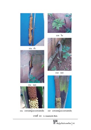 22b ใบ




          22a หัว




                                         22d ดอก



         22c ดอก




22e เกสรเพศผูและเกสรเพศเมีย
             ้                 22f เกสรเพศผูและเกสรเพศเมีย
                                           ้

              ภาพที่ 22 A. tenuistylis Hett.

                                          พันธุบกในประเทศไทย 41
                                               ์ ุ
 
