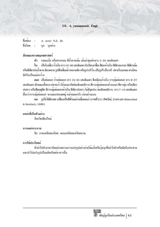 10. A. yunnanensis Engl.


ชือพ้อง :
 ่              A. kerrii N.E. Br.
ชื่อไทย :       บุก บุกด่าง

ลักษณะทางพฤกษศาสตร์
           หัว กลมแป้น หรือทรงกลม สีนำตาลเข้ม เส้นผ่าศูนย์กลาง 5-20 เซนติเมตร
                                              ้
           ใบ เป็นใบเดียว ก้านใบ ยาว 10-80 เซนติเมตร ผิวเรียบเกลียง สีของก้านใบ สีเขียวมะกอก สีเขียวเข้ม
                         ่                                            ้
หรือสีเขียวปนน้ำตาล มีลวดลาย รูปสีเ่ หลียมข้าวหลามตัด หรือรูปวงรี ใบ เป็นรูปรี เป็นวงรี ปลายใบแหลม ตรงโคน
                                        ่
มีครีบเป็นแผ่นกว้าง
           ดอก เป็นช่อดอก ก้านช่อดอก ยาว 10-65 เซนติเมตร สีเหมือนก้านใบ กาบหุมช่อดอก ยาว 9-27
                                                                                          ้
เซนติเมตร ลักษณะตังตรง ปลายเว้า โค้งลงมาปิดช่อเชิงลดมีกาบ สีกาบหุมช่อดอกด้านนอก สีขาวขุน หรือเขียว
                     ้                                                  ้                       ่
ปนขาว หรือสีชมพูซด สีกาบหุมช่อดอกด้านใน สีเขียวปนขาว ไม่มจดประ ช่อเชิงลดมีกาบ ยาว 7-10 เซนติเมตร
                   ี        ้                                 ีุ
สันกว่ากาบหุมช่อดอก จะงอยเกสรเพศผู้ คล้ายดอกบัว ค่อนข้างแบน
 ้           ้
           ผล รูปไข่ สีเขียวสด เปลียนเป็นสีฟาอมม่วงเมือผลแก่ (ภาพที่ 23) (ทิพวัลย์, 2546 และ Hetterscheid
                                     ่          ้      ่
& Ittenbach, 1996)

แหล่งทีเก็บตัวอย่าง
       ่
          จังหวัดเชียงใหม่

การแพร่กระจาย
        จีน ภาคเหนือของไทย ตอนเหนือของเวียตนาม

การใช้ประโยชน์
         หัวนำไปทำอาหารโดยผ่านขบวนการแปรรูปอย่างง่ายได้แป้งหรือวุนบุกซึงนำไปยำหรือผัดรับประทาน
                                                                 ้     ่
และนำไปแปรรูปเป็นผลิตภัณฑ์อาหารอื่น




                                                                      พันธุบกในประเทศไทย 42
                                                                           ์ ุ
 