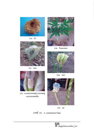 23a หัว


                                      23b ใบและดอก




          23c ดอก

                                         23d ดอก




23e จะงอยเกสรเพศผู้ เกสรเพศผู้
      และเกสรเพศเมีย



                                          23f ผล

                ภาพที่ 23 A. yunnanensis Engl.



                                           พันธุบกในประเทศไทย 43
                                                ์ ุ
 