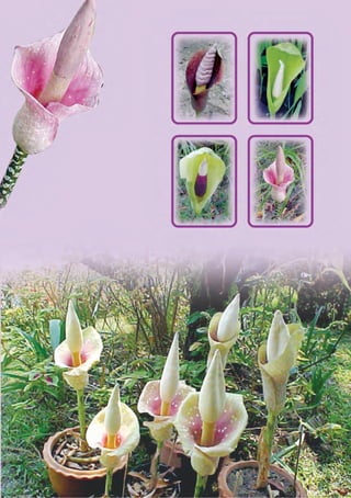 พันธ์ุบุกในประเทศไทย