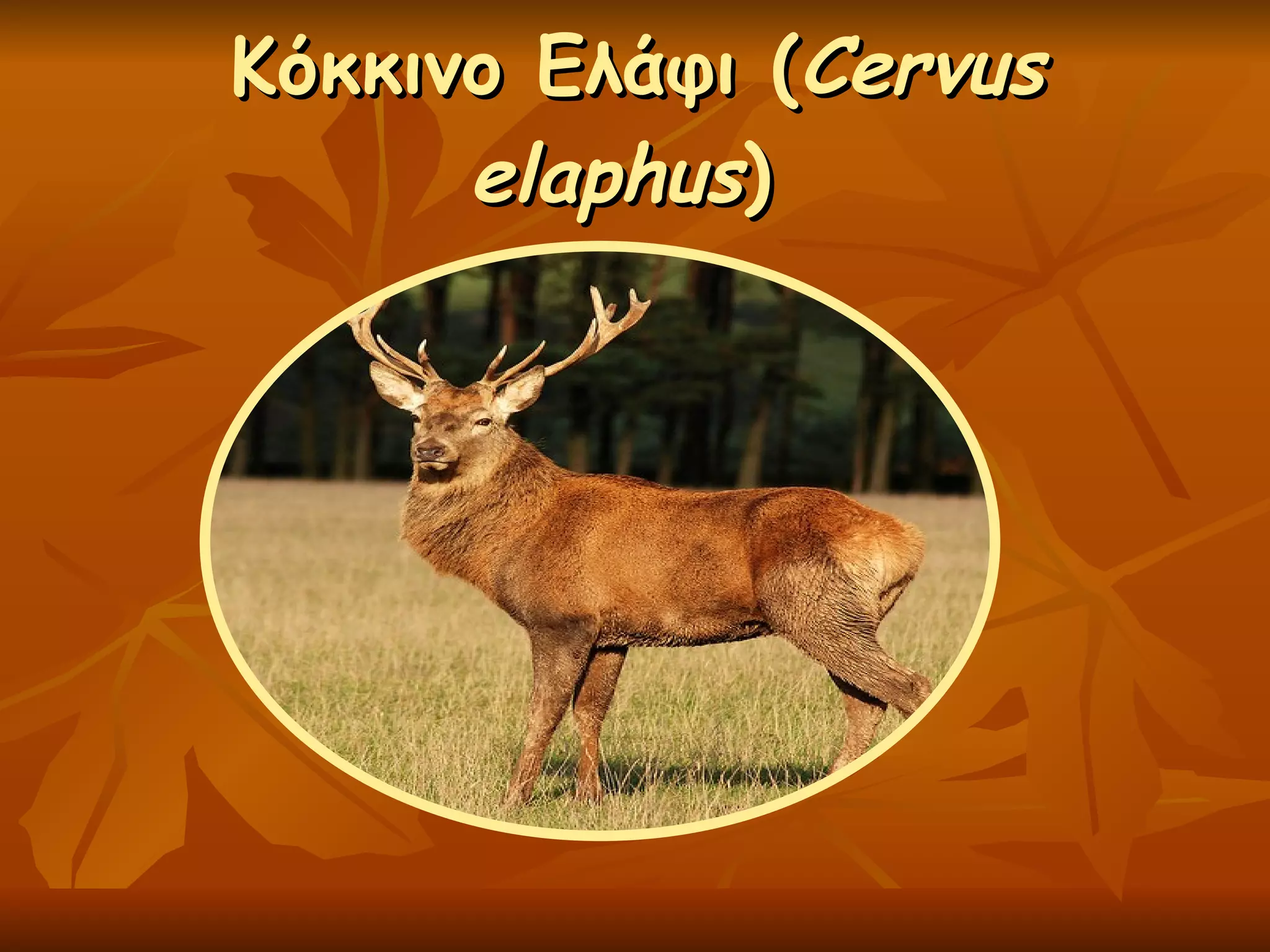 Κόκκινο Ελάφι ( Cervus elaphus )  