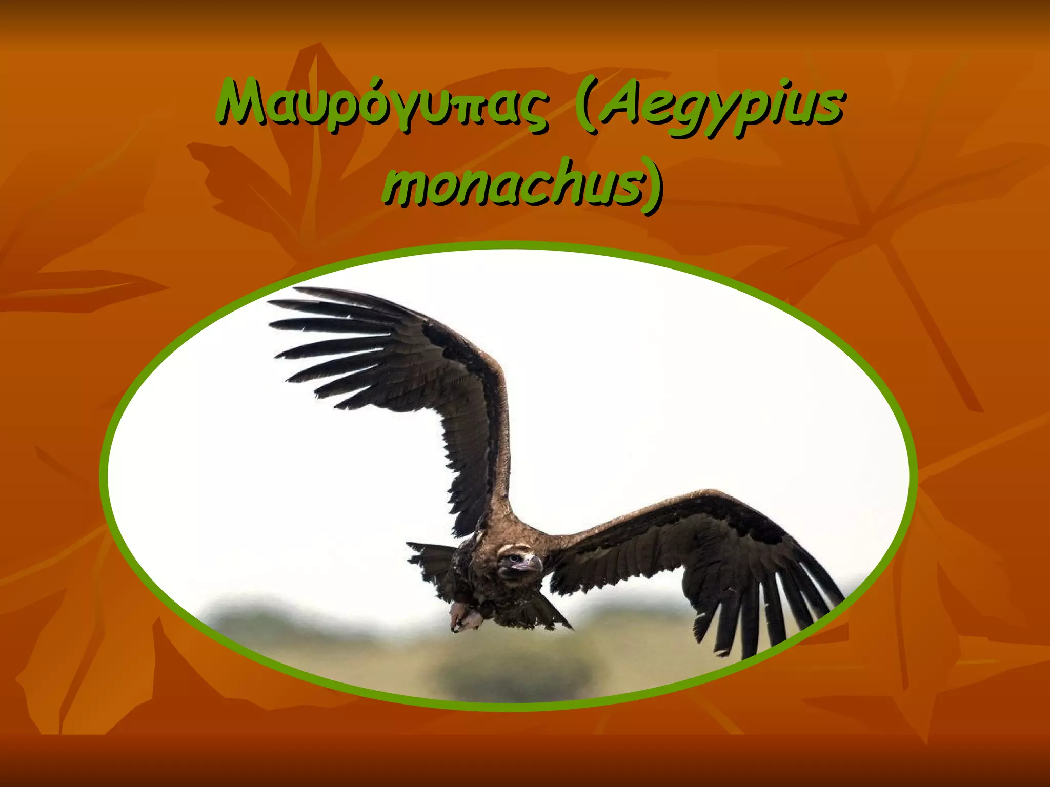 Μαυρόγυπας ( Aegypius monachus )   