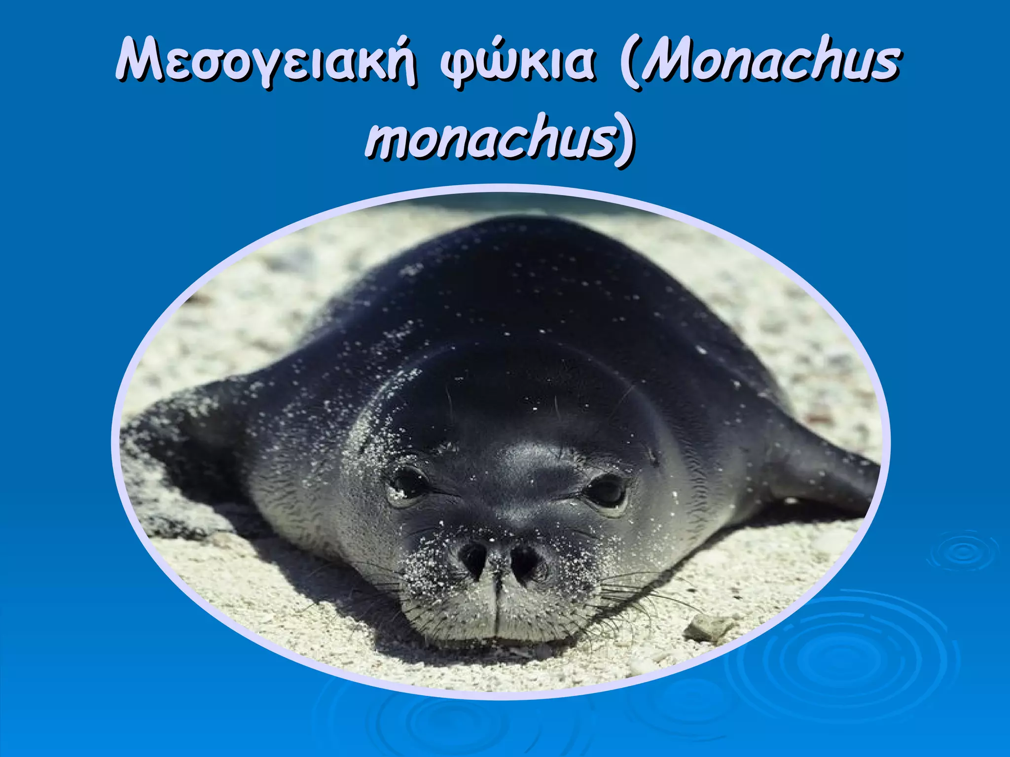 Μεσογειακή φώκια ( Monachus monachus )   