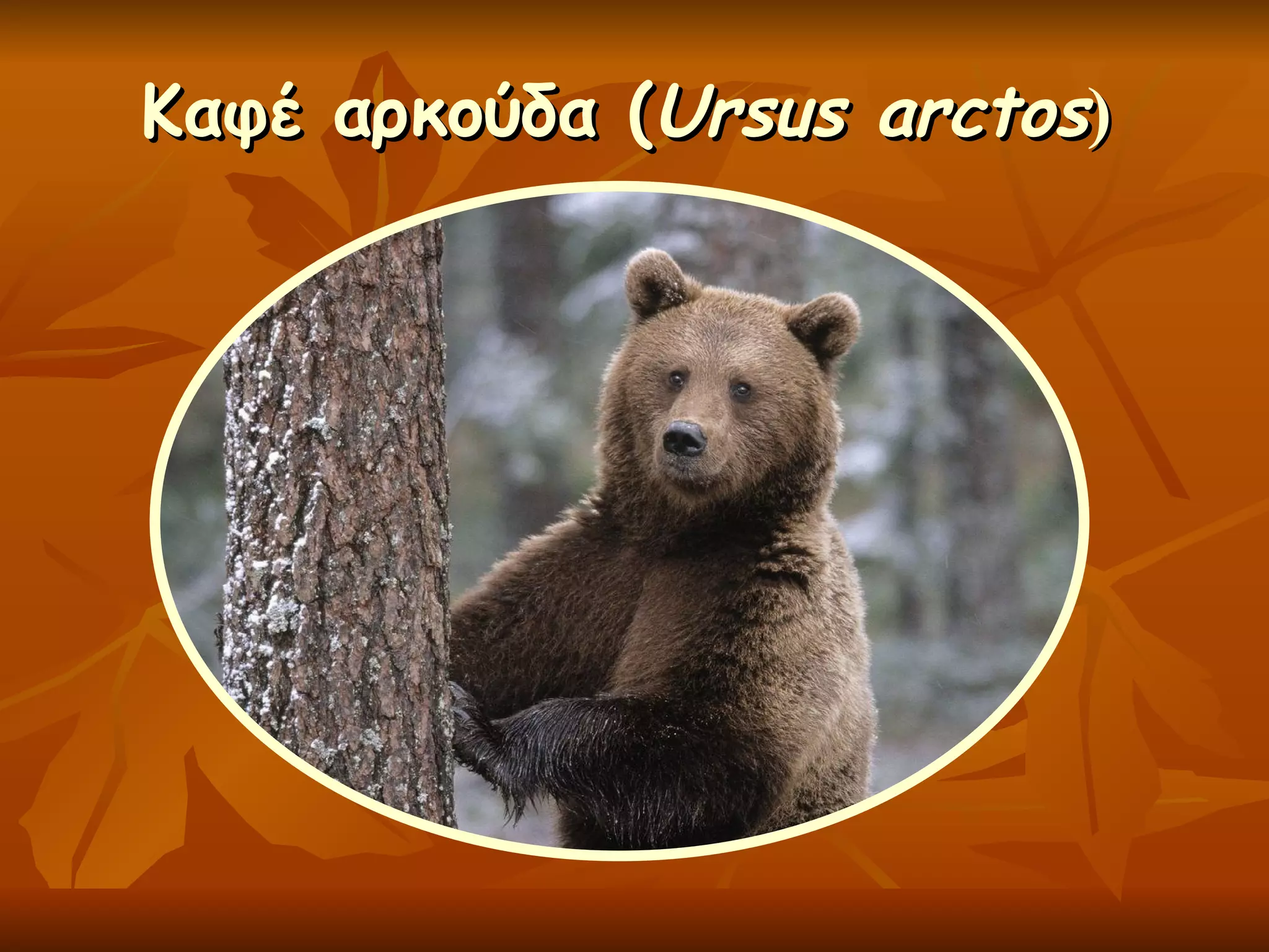Καφέ αρκούδα ( Ursus arctos ) 