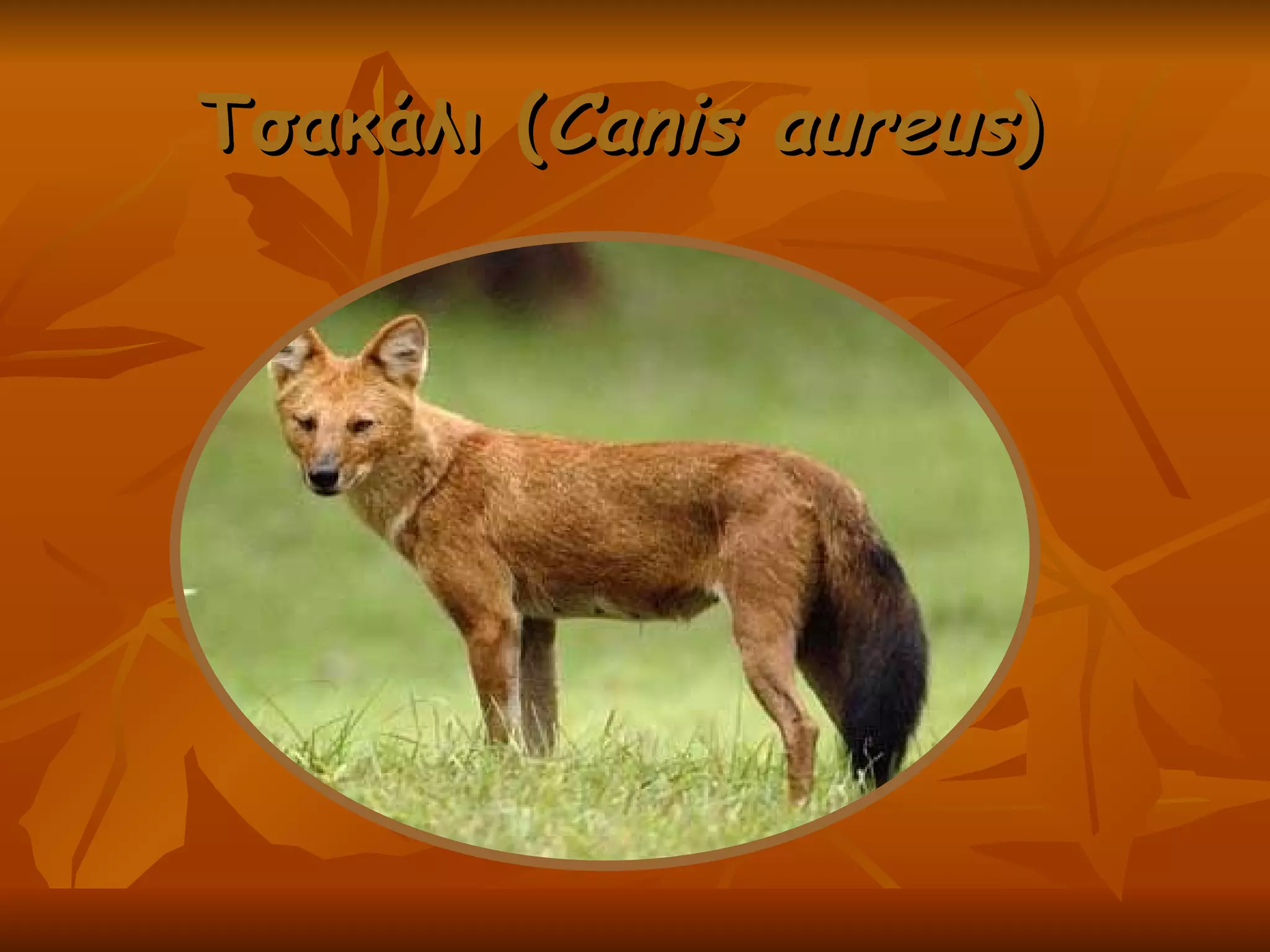 Tσακάλι ( Canis aureus )  