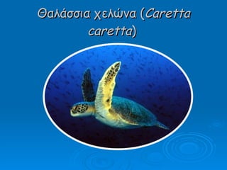 Θαλάσσια χελώνα ( Caretta caretta )   