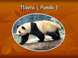 Πάντα (  Panda ) 