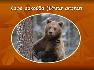 Καφέ αρκούδα ( Ursus arctos ) 