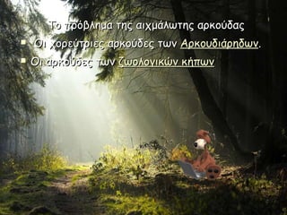 Το πρόβλημα της αιχμάλωτης αρκούδας   Οι χορεύτριες αρκούδες των  Αρκουδιάρηδων .  Οι αρκούδες των  ζωολογικών κήπων   