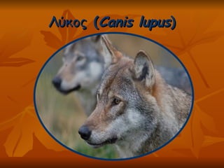 Λύκος  ( Canis lupus ) 