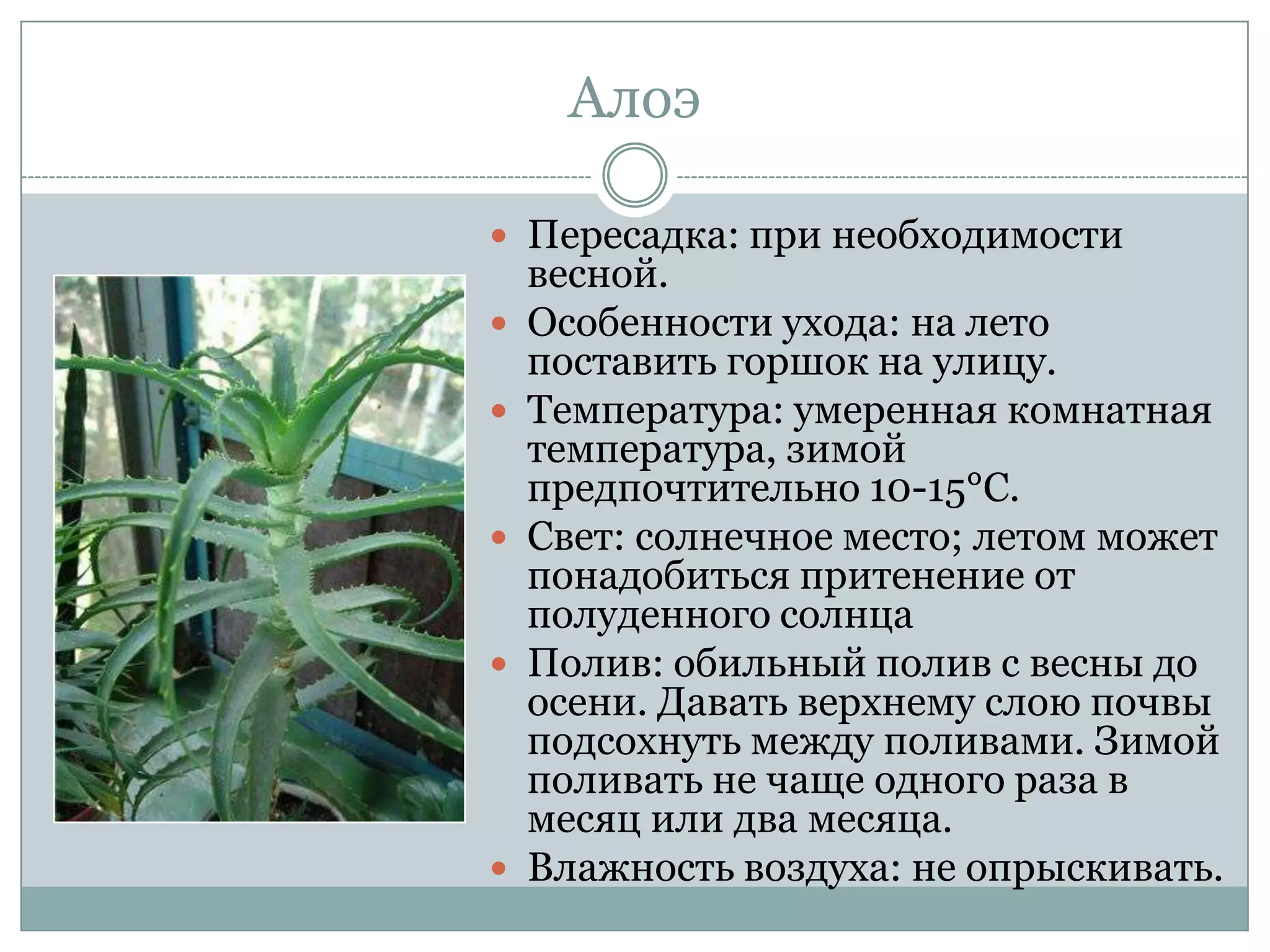 Алоэ

 Пересадка: при необходимости
    весной.
   Особенности ухода: на лето
    поставить горшок на улицу.
   Температура: умеренная комнатная
    температура, зимой
    предпочтительно 10-15°С.
   Свет: солнечное место; летом может
    понадобиться притенение от
    полуденного солнца
   Полив: обильный полив с весны до
    осени. Давать верхнему слою почвы
    подсохнуть между поливами. Зимой
    поливать не чаще одного раза в
    месяц или два месяца.
   Влажность воздуха: не опрыскивать.
 