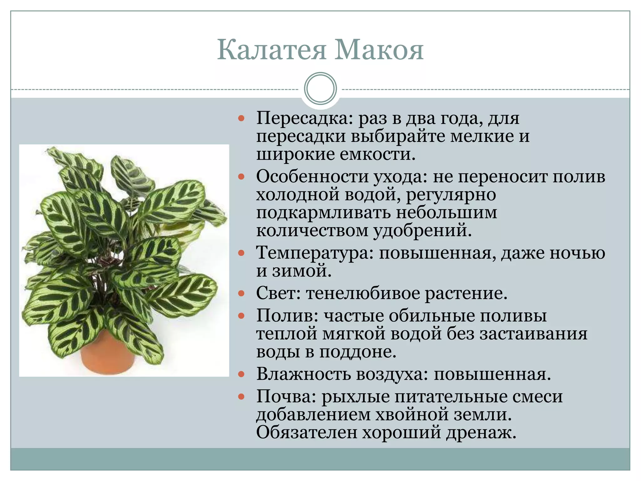 Калатея Макоя

  Пересадка: раз в два года, для
     пересадки выбирайте мелкие и
     широкие емкости.
    Особенности ухода: не переносит полив
     холодной водой, регулярно
     подкармливать небольшим
     количеством удобрений.
    Температура: повышенная, даже ночью
     и зимой.
    Свет: тенелюбивое растение.
    Полив: частые обильные поливы
     теплой мягкой водой без застаивания
     воды в поддоне.
    Влажность воздуха: повышенная.
    Почва: рыхлые питательные смеси
     добавлением хвойной земли.
     Обязателен хороший дренаж.
 