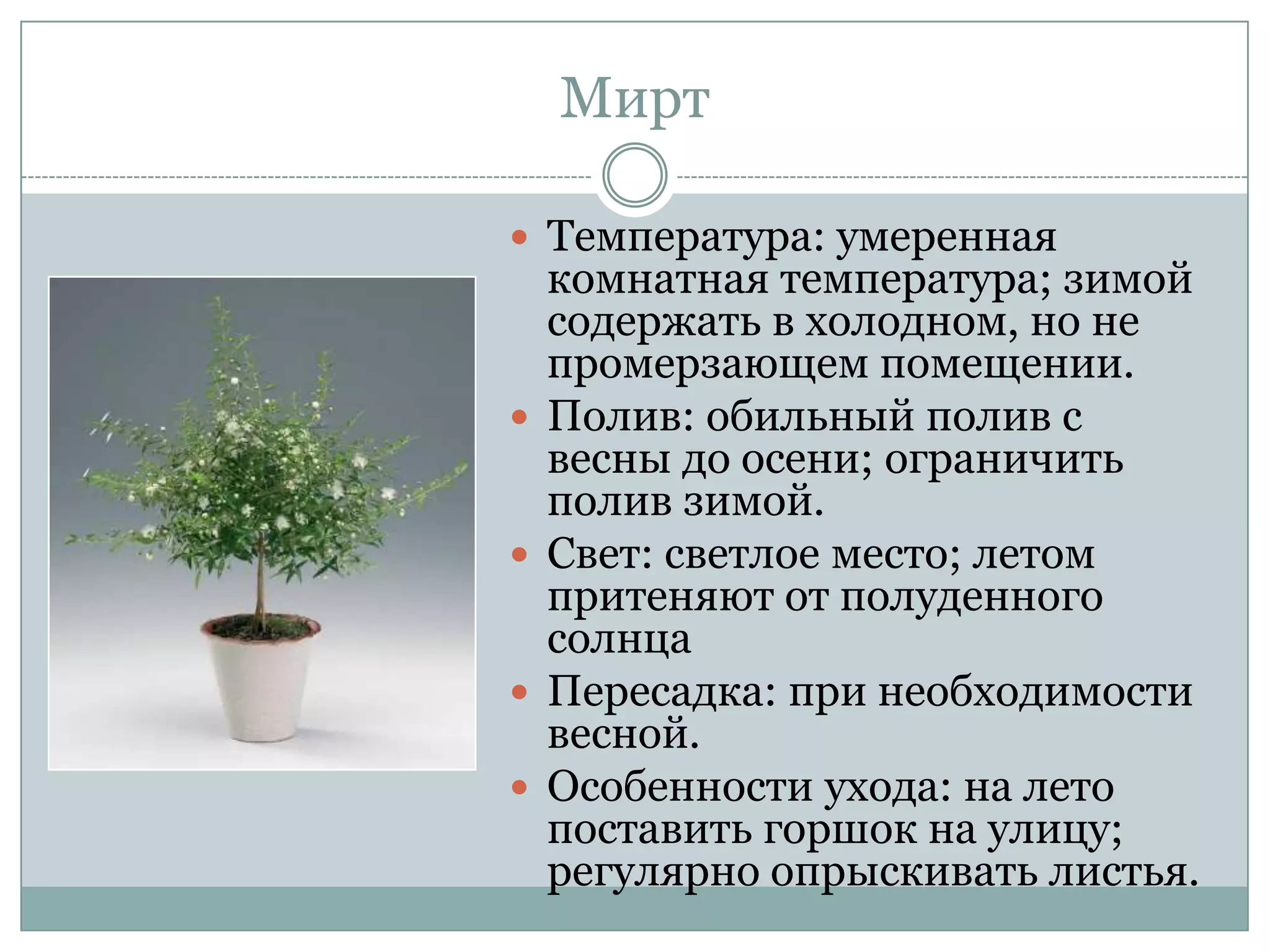 Мирт

 Температура: умеренная
    комнатная температура; зимой
    содержать в холодном, но не
    промерзающем помещении.
   Полив: обильный полив с
    весны до осени; ограничить
    полив зимой.
   Свет: светлое место; летом
    притеняют от полуденного
    солнца
   Пересадка: при необходимости
    весной.
   Особенности ухода: на лето
    поставить горшок на улицу;
    регулярно опрыскивать листья.
 