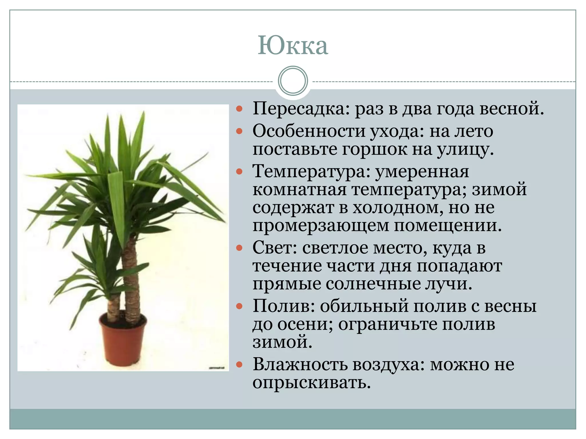 Юкка

 Пересадка: раз в два года весной.
 Особенности ухода: на лето
    поставьте горшок на улицу.
   Температура: умеренная
    комнатная температура; зимой
    содержат в холодном, но не
    промерзающем помещении.
   Свет: светлое место, куда в
    течение части дня попадают
    прямые солнечные лучи.
   Полив: обильный полив с весны
    до осени; ограничьте полив
    зимой.
   Влажность воздуха: можно не
    опрыскивать.
 