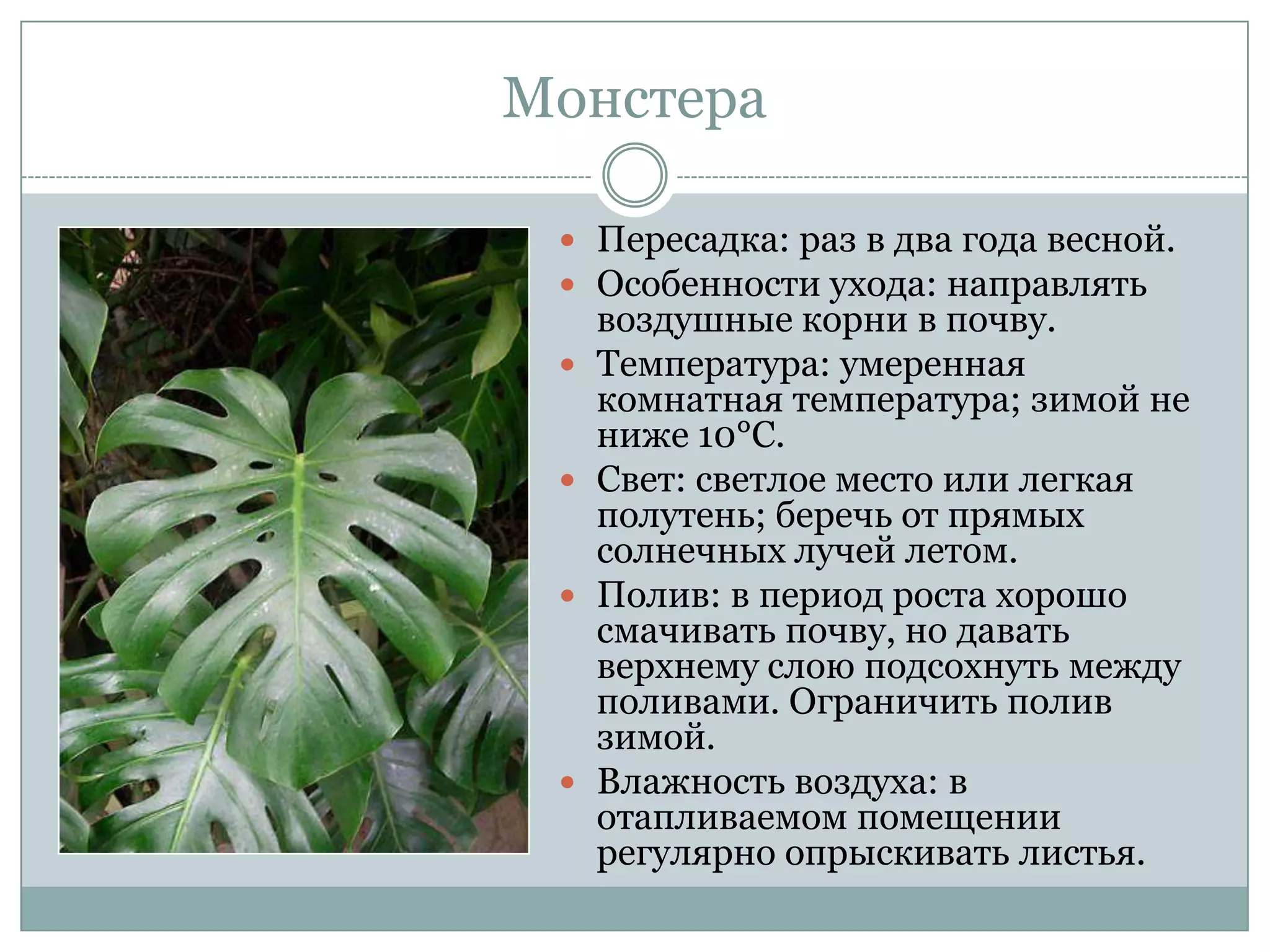 Монстера

  Пересадка: раз в два года весной.
  Особенности ухода: направлять
     воздушные корни в почву.
    Температура: умеренная
     комнатная температура; зимой не
     ниже 10°С.
    Свет: светлое место или легкая
     полутень; беречь от прямых
     солнечных лучей летом.
    Полив: в период роста хорошо
     смачивать почву, но давать
     верхнему слою подсохнуть между
     поливами. Ограничить полив
     зимой.
    Влажность воздуха: в
     отапливаемом помещении
     регулярно опрыскивать листья.
 
