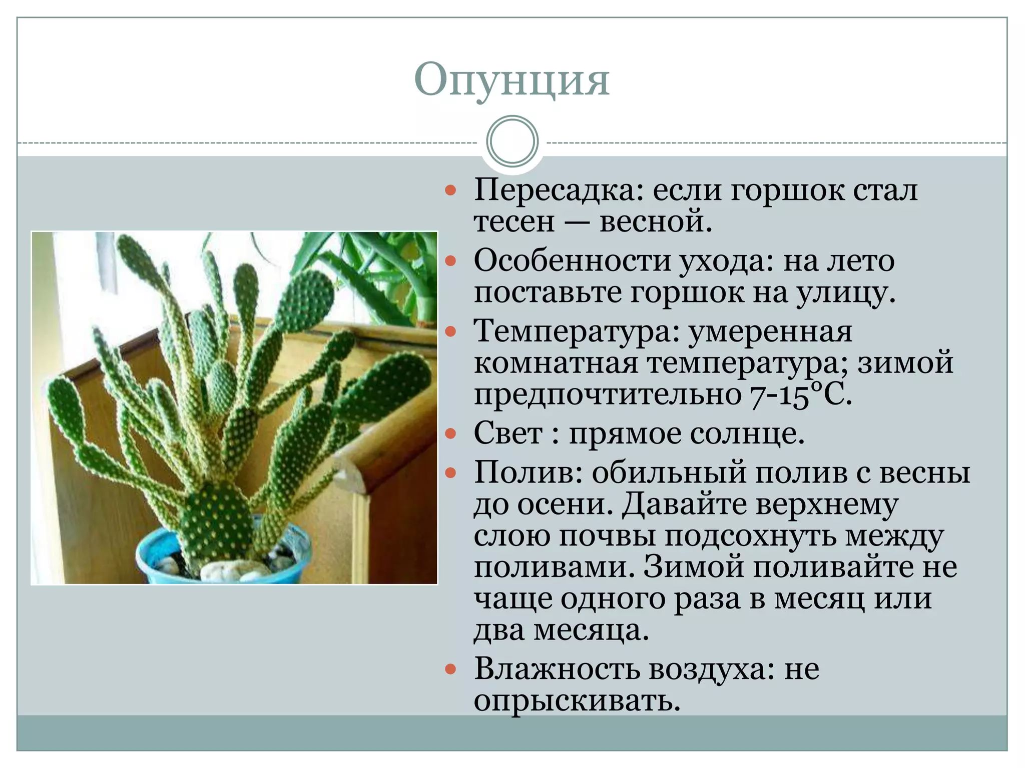 Опунция

  Пересадка: если горшок стал
     тесен — весной.
    Особенности ухода: на лето
     поставьте горшок на улицу.
    Температура: умеренная
     комнатная температура; зимой
     предпочтительно 7-15°С.
    Свет : прямое солнце.
    Полив: обильный полив с весны
     до осени. Давайте верхнему
     слою почвы подсохнуть между
     поливами. Зимой поливайте не
     чаще одного раза в месяц или
     два месяца.
    Влажность воздуха: не
     опрыскивать.
 