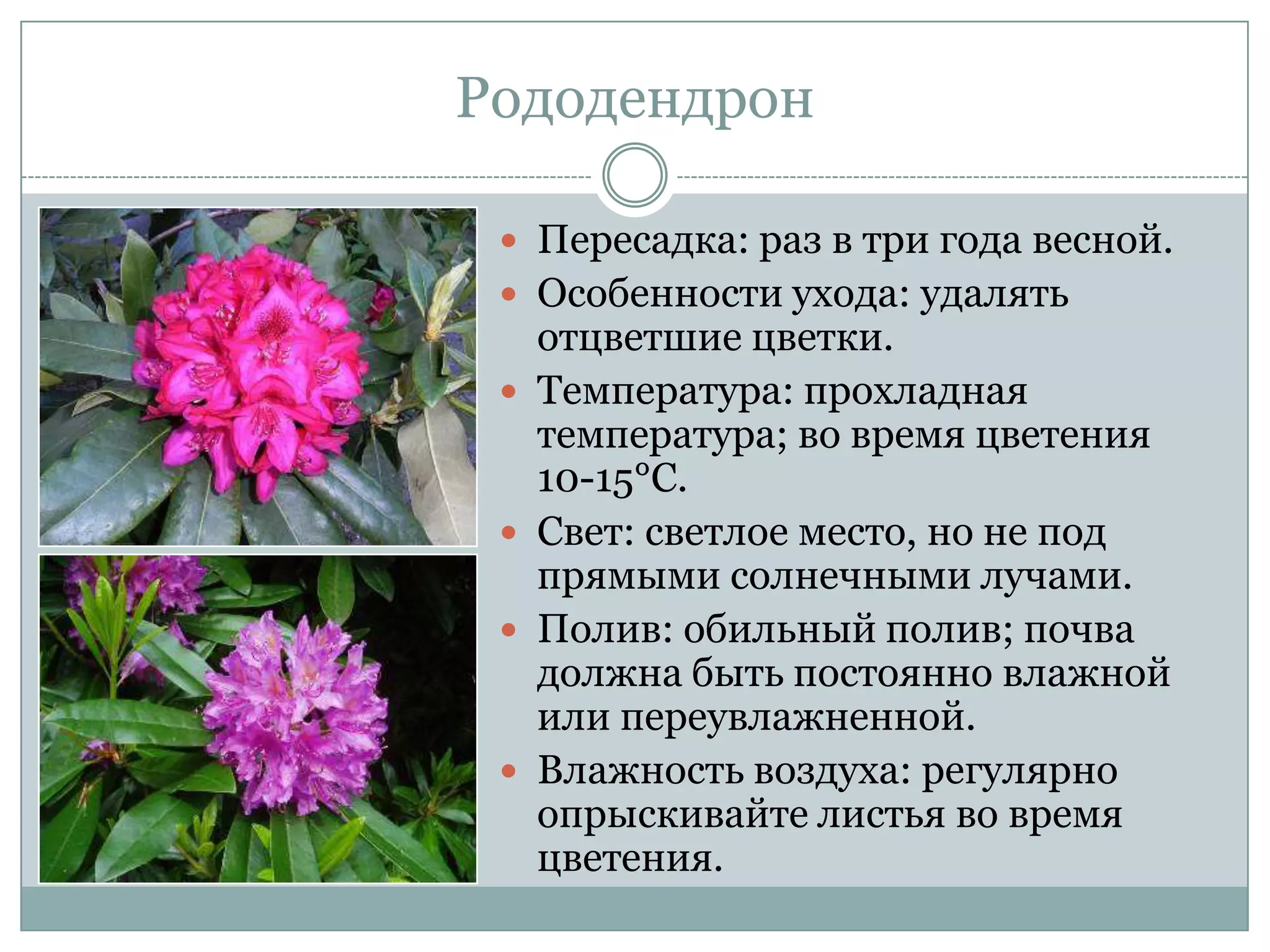 Рододендрон

  Пересадка: раз в три года весной.
  Особенности ухода: удалять
     отцветшие цветки.
    Температура: прохладная
     температура; во время цветения
     10-15°С.
    Свет: светлое место, но не под
     прямыми солнечными лучами.
    Полив: обильный полив; почва
     должна быть постоянно влажной
     или переувлажненной.
    Влажность воздуха: регулярно
     опрыскивайте листья во время
     цветения.
 