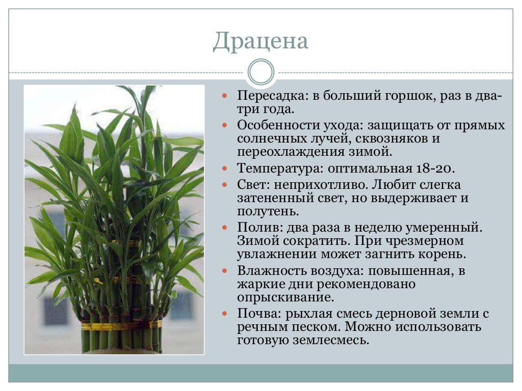 Драцена Уход В Домашних Условиях Фото Пересадка