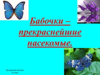 Бабочки –
            прекраснейшие
              насекомые.

Кузменкина Ксения
     7а класс
 