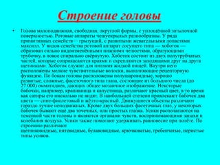 чешуекрылые | PPT | Free Download