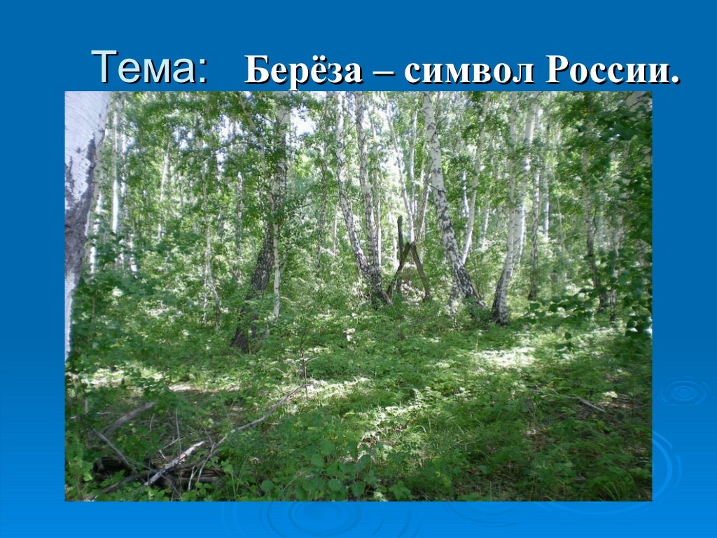 береза символ. тема береза. сообщение о березе. презентация на тему береза. береза символ россии.