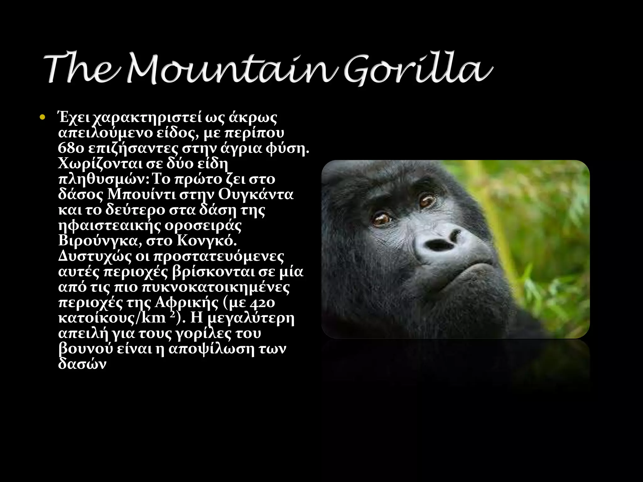 Έχει χαρακτηριςτεύ ωσ ϊκρωσ
  απειλούμενο εύδοσ, με περύπου
  680 επιζόςαντεσ ςτην ϊγρια φύςη.
  Χωρύζονται ςε δύο εύδη
  πληθυςμών: Σο πρώτο ζει ςτο
  δϊςοσ Μπουύντι ςτην Ουγκϊντα
  και το δεύτερο ςτα δϊςη τησ
  ηφαιςτεαικόσ οροςειρϊσ
  Βιρούνγκα, ςτο Κονγκό.
  Δυςτυχώσ οι προςτατευόμενεσ
  αυτϋσ περιοχϋσ βρύςκονται ςε μύα
  από τισ πιο πυκνοκατοικημϋνεσ
  περιοχϋσ τησ Αφρικόσ (με 420
  κατούκουσ/km ²). Η μεγαλύτερη
  απειλό για τουσ γορύλεσ του
  βουνού εύναι η αποψύλωςη των
  δαςών
 