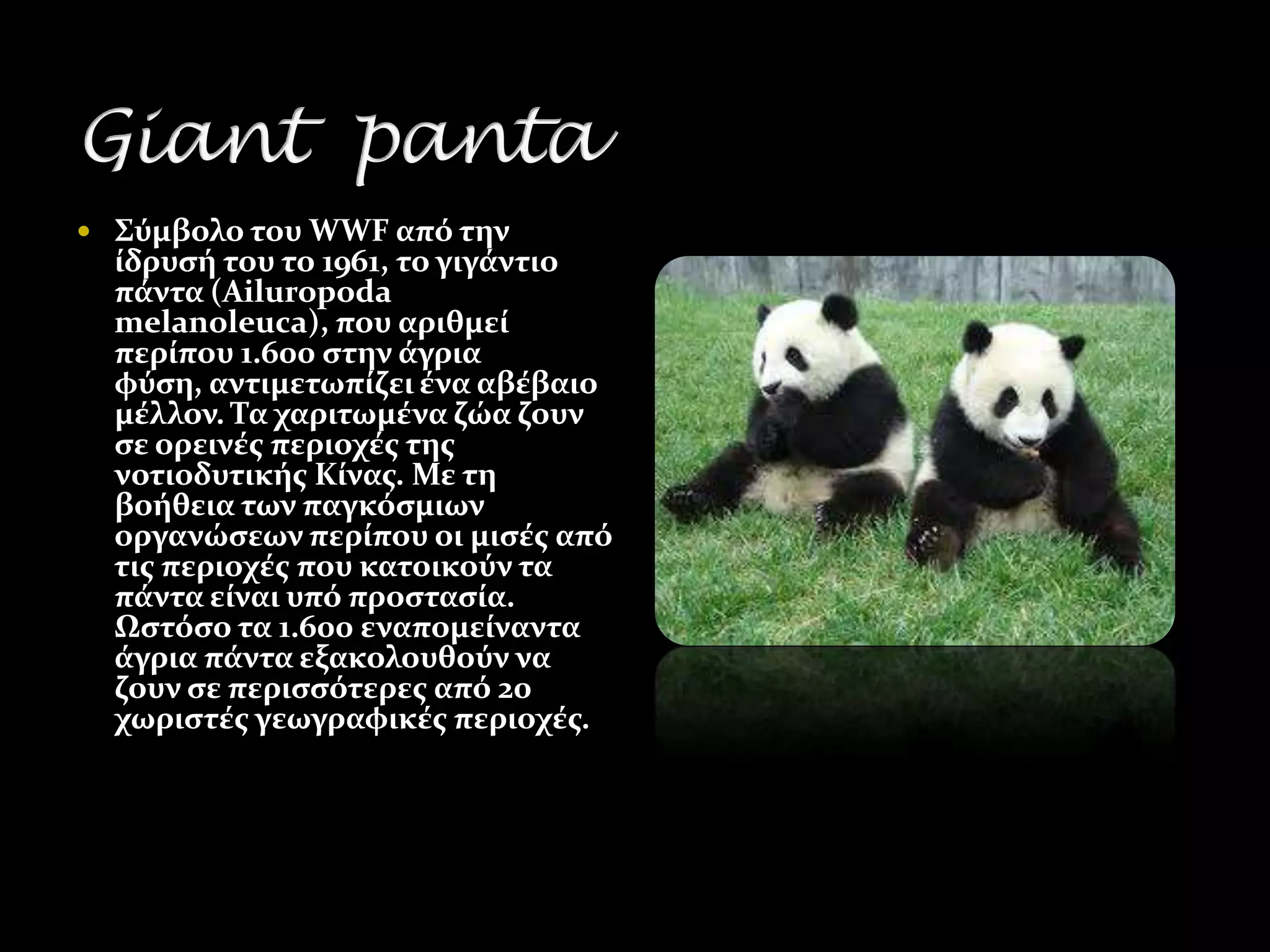  ΢ύμβολο του WWF από την
  ύδρυςό του το 1961, το γιγϊντιο
  πϊντα (Ailuropoda
  melanoleuca), που αριθμεύ
  περύπου 1.600 ςτην ϊγρια
  φύςη, αντιμετωπύζει ϋνα αβϋβαιο
  μϋλλον. Σα χαριτωμϋνα ζώα ζουν
  ςε ορεινϋσ περιοχϋσ τησ
  νοτιοδυτικόσ Κύνασ. Με τη
  βοόθεια των παγκόςμιων
  οργανώςεων περύπου οι μιςϋσ από
  τισ περιοχϋσ που κατοικούν τα
  πϊντα εύναι υπό προςταςύα.
  Ωςτόςο τα 1.600 εναπομεύναντα
  ϊγρια πϊντα εξακολουθούν να
  ζουν ςε περιςςότερεσ από 20
  χωριςτϋσ γεωγραφικϋσ περιοχϋσ.
 