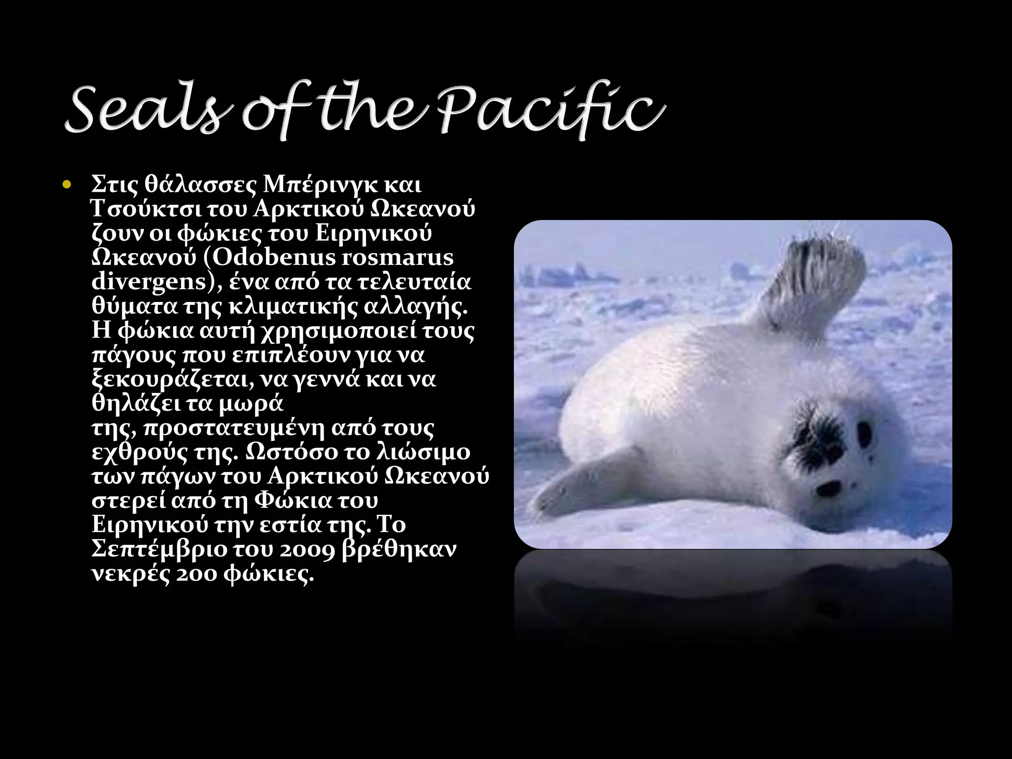  ΢τισ θϊλαςςεσ Μπϋρινγκ και
  Σςούκτςι του Αρκτικού Ωκεανού
  ζουν οι φώκιεσ του Ειρηνικού
  Ωκεανού (Odobenus rosmarus
  divergens), ϋνα από τα τελευταύα
  θύματα τησ κλιματικόσ αλλαγόσ.
  Η φώκια αυτό χρηςιμοποιεύ τουσ
  πϊγουσ που επιπλϋουν για να
  ξεκουρϊζεται, να γεννϊ και να
  θηλϊζει τα μωρϊ
  τησ, προςτατευμϋνη από τουσ
  εχθρούσ τησ. Ωςτόςο το λιώςιμο
  των πϊγων του Αρκτικού Ωκεανού
  ςτερεύ από τη Φώκια του
  Ειρηνικού την εςτύα τησ. Σο
  ΢επτϋμβριο του 2009 βρϋθηκαν
  νεκρϋσ 200 φώκιεσ.
 
