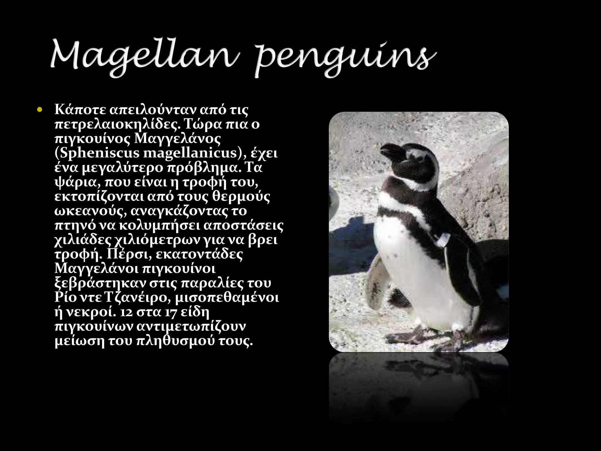  Κϊποτε απειλούνταν από τισ
  πετρελαιοκηλύδεσ. Σώρα πια ο
  πιγκουύνοσ Μαγγελϊνοσ
  (Spheniscus magellanicus), ϋχει
  ϋνα μεγαλύτερο πρόβλημα. Σα
  ψϊρια, που εύναι η τροφό του,
  εκτοπύζονται από τουσ θερμούσ
  ωκεανούσ, αναγκϊζοντασ το
  πτηνό να κολυμπόςει αποςτϊςεισ
  χιλιϊδεσ χιλιόμετρων για να βρει
  τροφό. Πϋρςι, εκατοντϊδεσ
  Μαγγελϊνοι πιγκουύνοι
  ξεβρϊςτηκαν ςτισ παραλύεσ του
  Ρύο ντε Σζανϋιρο, μιςοπεθαμϋνοι
  ό νεκρού. 12 ςτα 17 εύδη
  πιγκουύνων αντιμετωπύζουν
  μεύωςη του πληθυςμού τουσ.
 