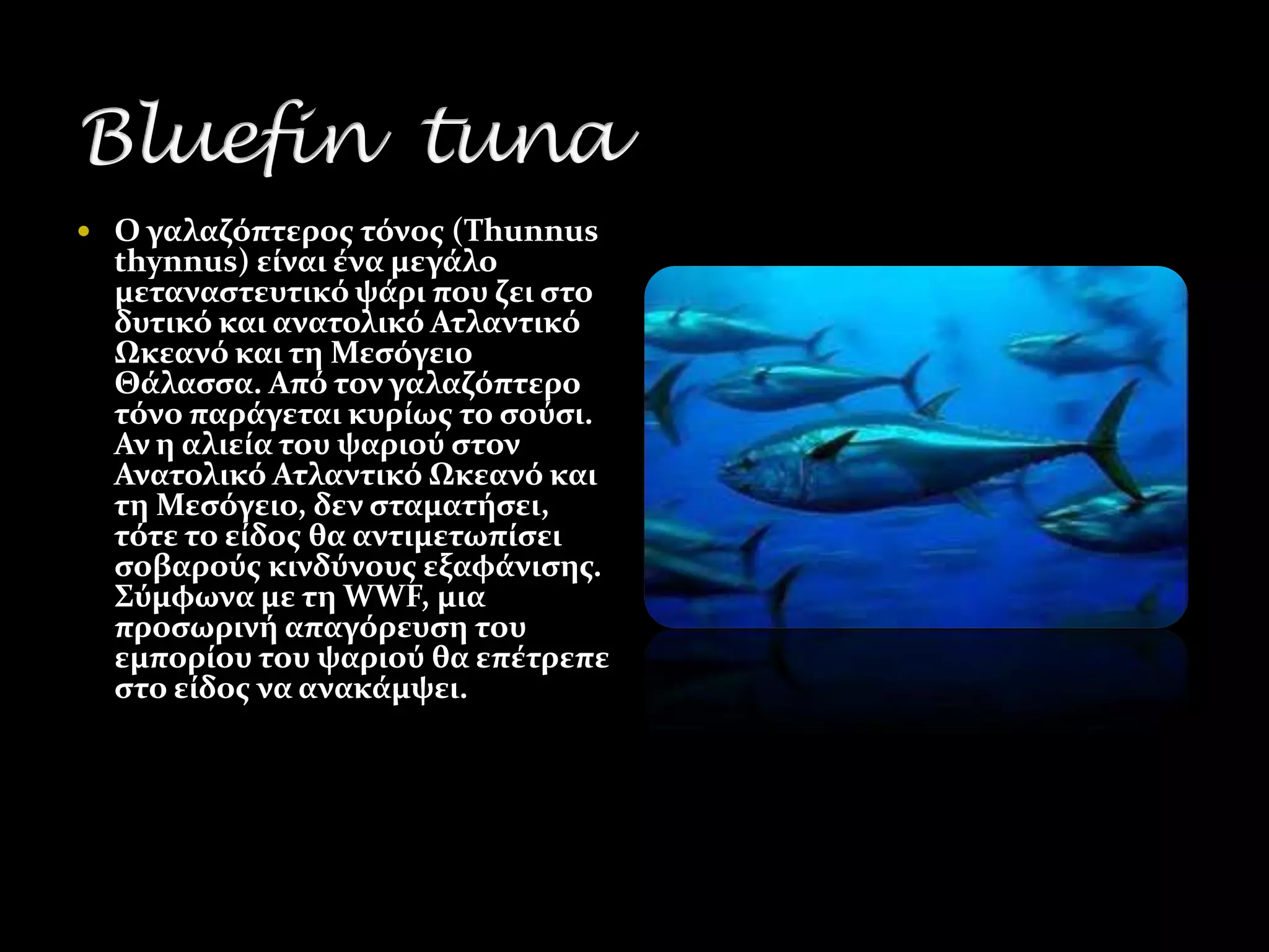  Ο γαλαζόπτεροσ τόνοσ (Thunnus
  thynnus) εύναι ϋνα μεγϊλο
  μεταναςτευτικό ψϊρι που ζει ςτο
  δυτικό και ανατολικό Ατλαντικό
  Ωκεανό και τη Μεςόγειο
  Θϊλαςςα. Από τον γαλαζόπτερο
  τόνο παρϊγεται κυρύωσ το ςούςι.
  Αν η αλιεύα του ψαριού ςτον
  Ανατολικό Ατλαντικό Ωκεανό και
  τη Μεςόγειο, δεν ςταματόςει,
  τότε το εύδοσ θα αντιμετωπύςει
  ςοβαρούσ κινδύνουσ εξαφϊνιςησ.
  ΢ύμφωνα με τη WWF, μια
  προςωρινό απαγόρευςη του
  εμπορύου του ψαριού θα επϋτρεπε
  ςτο εύδοσ να ανακϊμψει.
 