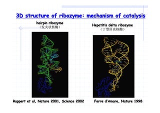 Ribozyme 核酶 (英文及中文） 最终成稿 | PDF