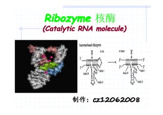 Ribozyme 核酶
(Catalytic RNA molecule)




        制作：cz12062008
        制作：cz12062008
 