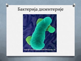 Бактерија дизентерије
 
